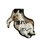 猫だしー（個別スタンプ：3）