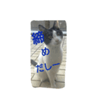 猫だしー（個別スタンプ：4）