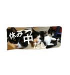 猫だしー（個別スタンプ：7）