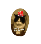 猫だしー（個別スタンプ：8）