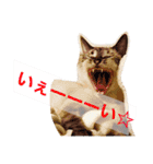 我が家のにゃんズ（個別スタンプ：3）