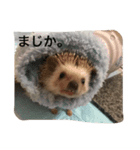 ハリネズミのマリアちゃん（個別スタンプ：8）