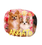 ポメヨンと娘たち 2（個別スタンプ：1）