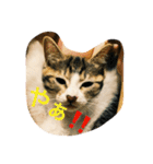 つつと剛（個別スタンプ：3）