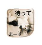 つつと剛（個別スタンプ：11）