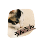 つつと剛（個別スタンプ：12）