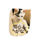 つつと剛（個別スタンプ：16）