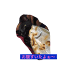 やまとが気持ちを伝えます②（個別スタンプ：5）