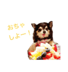 チワワのファミリリー part3（個別スタンプ：9）