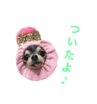 チワワのファミリリー part3（個別スタンプ：14）
