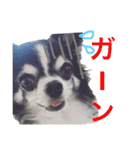 チワワのファミリリー part3（個別スタンプ：16）