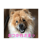 チャウチャウの日常（個別スタンプ：2）