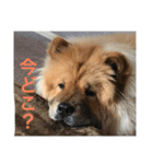 チャウチャウの日常（個別スタンプ：3）