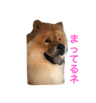 チャウチャウの日常（個別スタンプ：6）