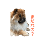 チャウチャウの日常（個別スタンプ：7）