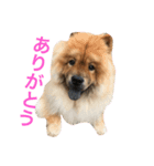 チャウチャウの日常（個別スタンプ：8）