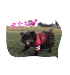 可愛すぎるワン（個別スタンプ：12）