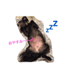 可愛すぎるワン（個別スタンプ：16）