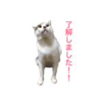 ネコのあずさ（個別スタンプ：1）