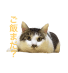ネコのあずさ（個別スタンプ：3）