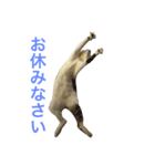 ネコのあずさ（個別スタンプ：4）