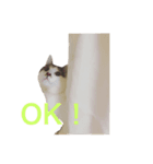 ネコのあずさ（個別スタンプ：5）