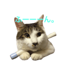 ネコのあずさ（個別スタンプ：8）