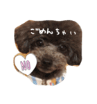 きゅんトイプードルたちⅠ（個別スタンプ：7）