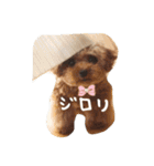 きゅんトイプードルたちⅠ（個別スタンプ：14）