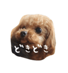 きゅんトイプードルたちⅠ（個別スタンプ：17）