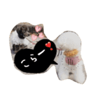 きゅんトイプードルたちⅠ（個別スタンプ：21）
