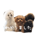きゅんトイプードルたちⅠ（個別スタンプ：24）