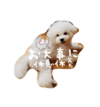 きゅんトイプードルたちⅠ（個別スタンプ：32）