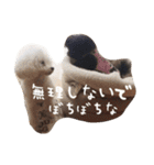 きゅんトイプードルたちⅠ（個別スタンプ：33）