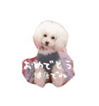 きゅんトイプードルたちⅠ（個別スタンプ：39）