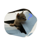 私は猫が好き（個別スタンプ：1）