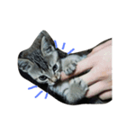 私は猫が好き（個別スタンプ：2）