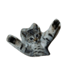 私は猫が好き（個別スタンプ：3）