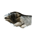 私は猫が好き（個別スタンプ：4）