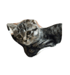 私は猫が好き（個別スタンプ：5）