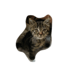 私は猫が好き（個別スタンプ：6）