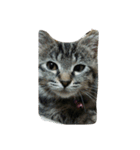 私は猫が好き（個別スタンプ：7）
