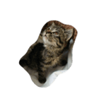 私は猫が好き（個別スタンプ：8）
