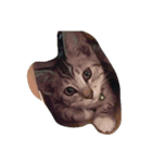 私は猫が好き（個別スタンプ：9）