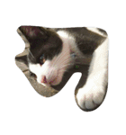 私は猫が好き（個別スタンプ：10）