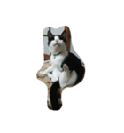 私は猫が好き（個別スタンプ：11）