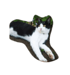 私は猫が好き（個別スタンプ：12）