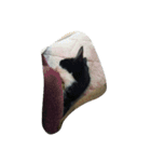 私は猫が好き（個別スタンプ：13）