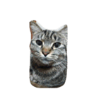 私は猫が好き（個別スタンプ：15）
