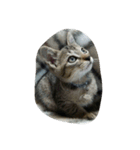 私は猫が好き（個別スタンプ：16）